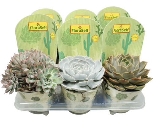 Vetplantenmix in tray