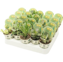 Tray met verschillende vetplanten in pot