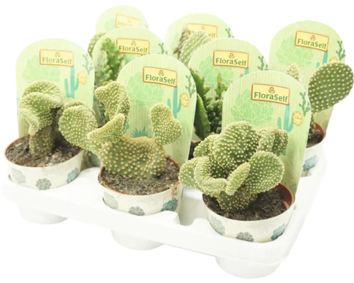 Tray met meerdere Opuntia Microdasys cactussen in potten met FloraSelf labels