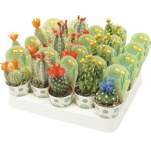 Gesorteerde cactussen in potten met bloemen op een dienblad