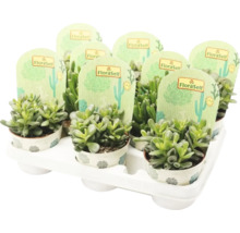 Meerdere potplanten in een tray