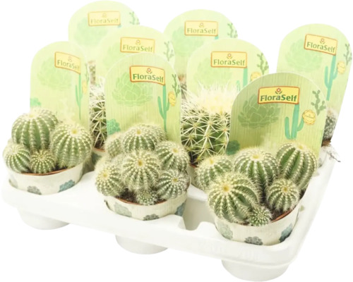 Tray met meerdere cactussen van het merk FloraSelf
