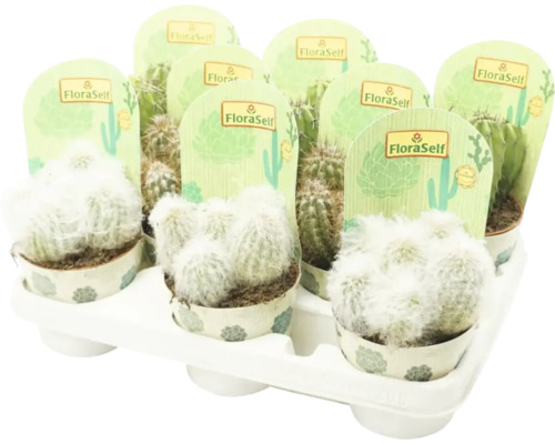 Tray met verschillende cactussen van het merk FloraSelf