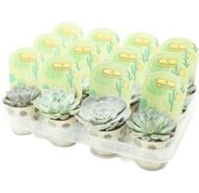 Tray met vetplanten van het merk FloraSelf