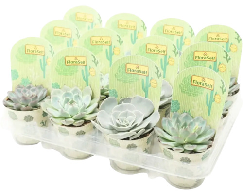 FLORASELF Echeveria potmaat Ø 8,5 cm H 8,5-9,5 cm