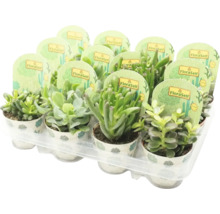 Tray met verschillende vetplanten van het merk FloraSelf