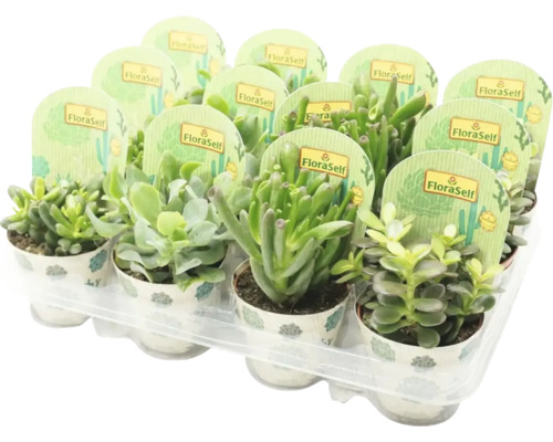 FLORASELF Crassula potmaat Ø 12,0 cm H 15-20 cm FLORASELF Crassula potmaat Ø 12,0 cm H 15-20 cm