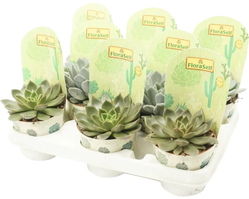 Tray met vetplanten in pot van het merk FloraSelf
