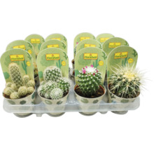 Verschillende cactussen in potten op een display