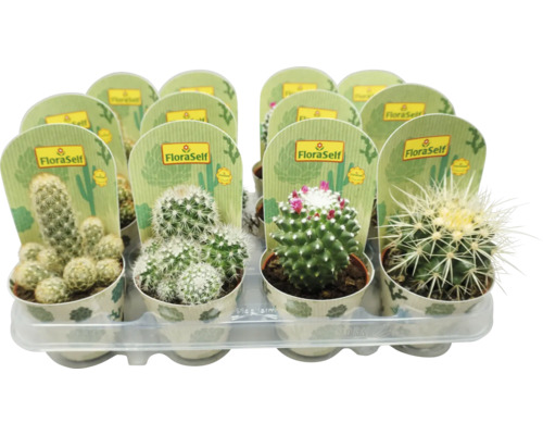 FLORASELF Cactus mix potmaat Ø 8,5 cm H 15-20 cm