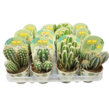 Tray met diverse cactussen van het merk FloraSelf in potten