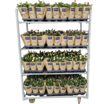 Bloemenwagen met potrosen in papieren verpakking