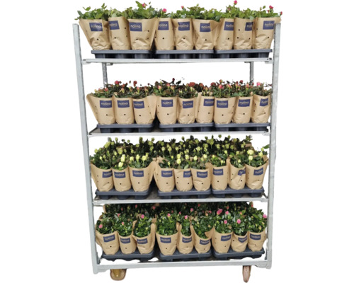 Bloemenwagen met potrosen in papieren verpakking