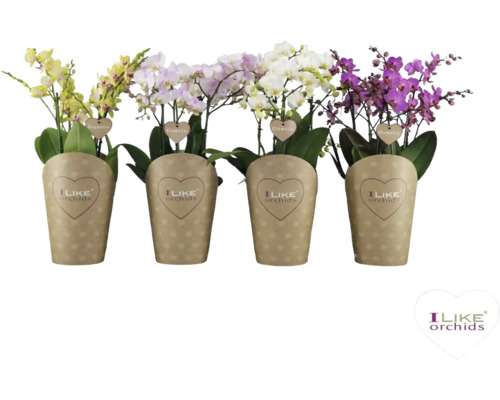 Vier Phalaenopsis orchideeën in potten met papieren omslag