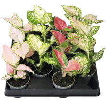 FLORASELF Chinese Evergreen Aglaonema mix potmaat Ø 6 cm H 12 cm