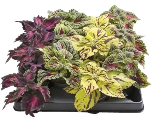 FLORASELF Siernetel Coleus mix potmaat Ø 6 cm H 12 cm