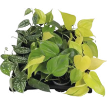 Plantenbak met diverse kamerplanten
