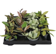 Tray met verschillende wasbloemen