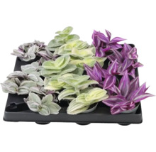 Tradescantia Set op een plaat