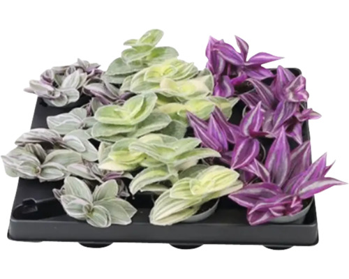 FLORASELF Vaderplant Tradescantia mix potmaat Ø 6 cm H 12 cm