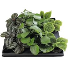 Schalen met verschillende kamerplanten