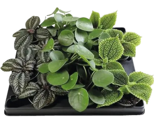 FLORASELF Pannenkoekenplant Pilea mix potmaat Ø 6 cm H 12 cm