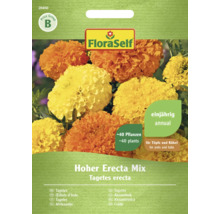 FloraSelf Zaden Hoher Erecta Mix Tagetes erecta