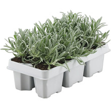 Zes lavendelplanten in een zaaiplaat voor de tuin