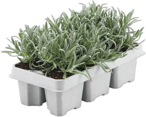 Lavendel Lavandula angustifolia 'Felice' H 5 cm