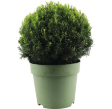 Bolvormige plant in pot