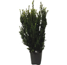Taxus in pot voor de tuin