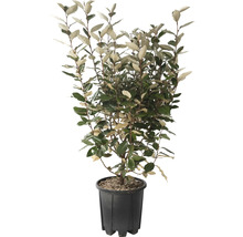 Olijfwilg in pot
