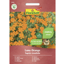 Zaadverpakking Tagetes tenuifolia Luna Orange