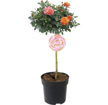 Candy Rose in pot met kleurrijke bloemen
