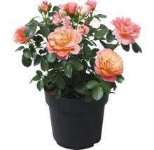 Roos in pot