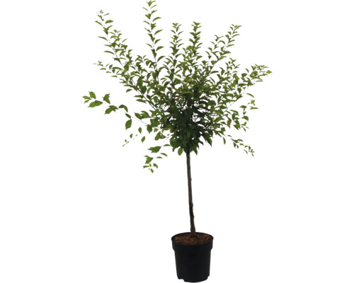 Boom in pot met groene bladeren voor de tuin