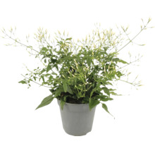 Arabische jasmijn in pot