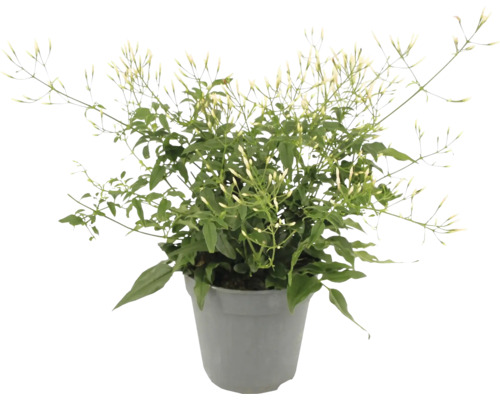 Arabische jasmijn in pot