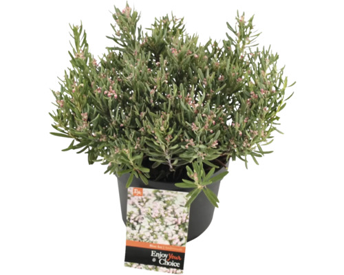 Pot met dopheide plant
