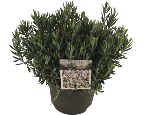 Lavendelheide in een pot