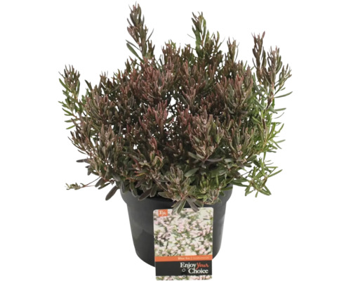 Andromeda polifolia in een pot