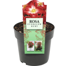 Rosa Everglow Ruby in pot