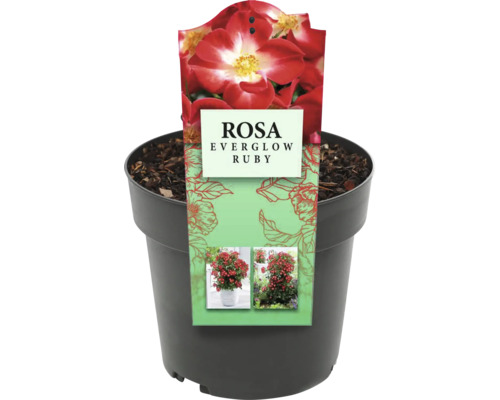 Rosa Everglow Ruby in pot