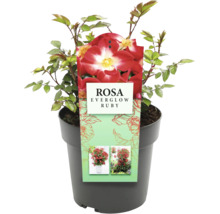 Rosa Everglow Ruby in pot