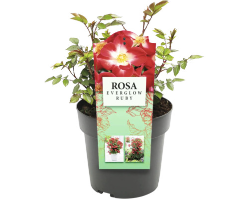 Rosa Everglow Ruby in pot