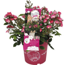 FLORASELF Struikroos Rosa Rosy Boom Mini potmaat 6,5 liter H 10-30 cm