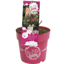 FLORASELF Struikroos Rosa Rosy Boom Mini potmaat 6,5 liter H 10-30 cm