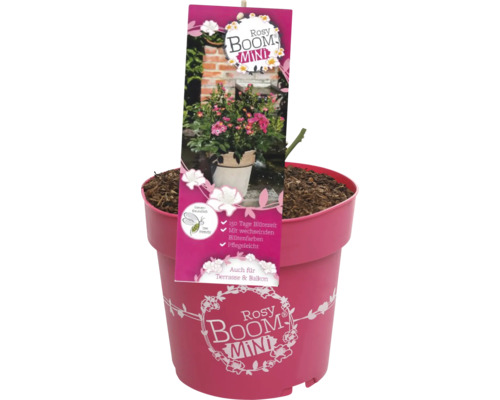 Rosy Boom Mini roos in pot voor terras en balkon