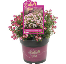 Potroos Cutie Pie in pot
