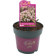 Cutie Pie Roos in pot